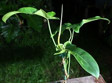 Philodendron jerry horne for sale  Hollywood