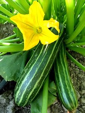 Heirloom cocozelle zucchini for sale  Spring Branch