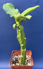 Euphorbia neoarborescens shown for sale  Elgin