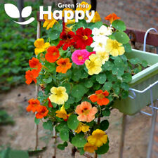 Nasturtium dwarf whirleybird for sale  DONCASTER