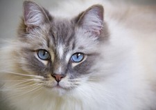 Cute ragdoll cat for sale  SELBY
