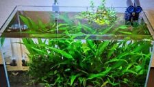 Java fern microsorum for sale  Forney
