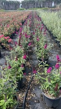 BUDDLEJA BUZZ HOT RASPBERRY  (vaso da 9 L) - FOTO REALI na sprzedaż  Wysyłka do Poland