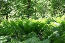 Lady fern athyrium for sale  Clarksville