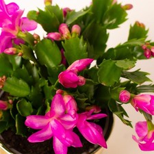 Christmas cactus purple for sale  GLASGOW