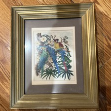 Framed picture parrots for sale  Harrisville