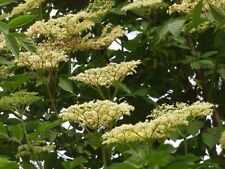 Wild elder sambucus for sale  SOUTHAMPTON