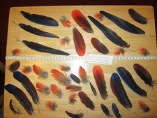 Parrot bird feathers for sale  OKEHAMPTON