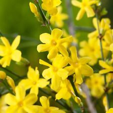 Pianta gelsomino giallo usato  Buti