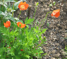 Red welsh poppy for sale  GREENOCK