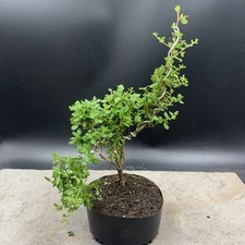 Shohin ceanothus blue for sale  HULL