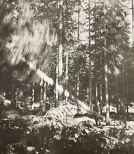 1935 tree falling for sale  New Hartford