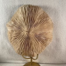 Large rare real for sale  Houston