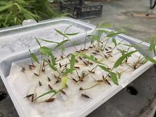 Bambù 300 Semi di Bamboo,Phillostachys Edulis Gigante Moso Raccolto 09/2024,Top comprar usado  Enviando para Brazil