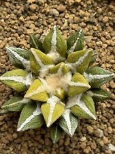 Ariocarpus kotschoubeyanus var for sale  OXTED