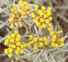 Samen italienische immortelle gebraucht kaufen  Calw