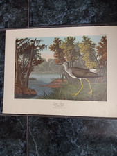 John audubon yellow for sale  Orlando