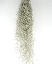 Tillandsia usneoides spanish usato Tillandsia usneoides spanish usato  Napoli