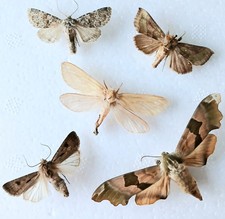 Moth european collection for sale  SLEAFORD
