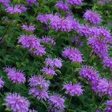 1000 purple bee for sale  Staten Island