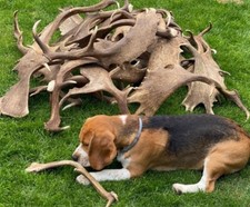 Abwurfstange damhirsch hundesn gebraucht kaufen  Coesfeld