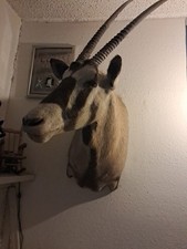 African gemsbok taxidermy for sale  Fort Gibson