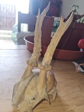 Old pair roe for sale  SALTBURN-BY-THE-SEA