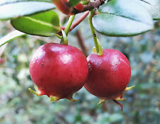 Rare chilean myrtle for sale  ST. ASAPH