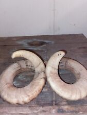 Herdwick ram horns for sale  GLOUCESTER