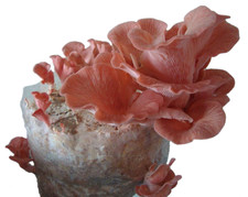 Pink oyster liquid for sale  Mc Connell