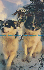 R036388 alaskan husky for sale  PURLEY