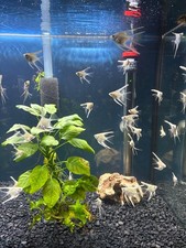 Platinum angelfish pack for sale  Newport