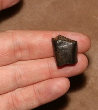 .rex tooth partial for sale  Scottsdale