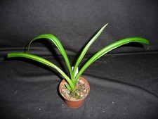 Phragmipedium schlimii tetzlaf usato  Spedire a Italy