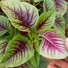 Lot graines amaranthe d'occasion  Chazelles