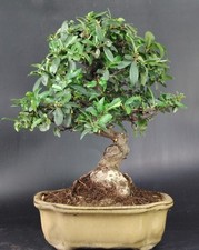 Agazzino bonsai pyracantha usato  Cison di Valmarino
