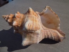 Shell new fasciolariidae d'occasion  Expédié en Belgium