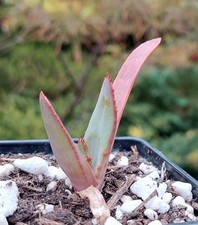 Aloe marlothii rare for sale  DARLINGTON