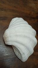 Conchiglia gigante tridacna usato  Siracusa
