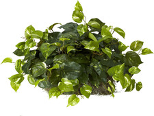 15in. pothos ledge for sale  Whittier