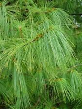 Pinus patula 10 for sale  UK