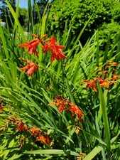 Bulbs red crocosmia for sale  Victoria