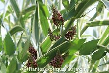 Apios americana glycine d'occasion  Arzacq-Arraziguet