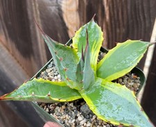 Agave palmeri katsugen for sale  Encinitas