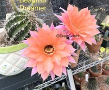 Beautiful dreamer echinopsis for sale  USA