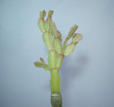 Christmas cactus schlumbergera for sale  San Jose