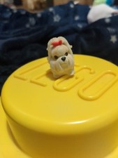 Puppy pocket maltese for sale Puppy pocket maltese for sale  CRAWLEY