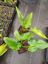 Zantedeschia aethiopica white for sale Zantedeschia aethiopica white for sale  HOLT