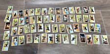 57x mixed dogs for sale  NEWTOWNARDS
