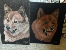 Crazy cool dog for sale  STAFFORD